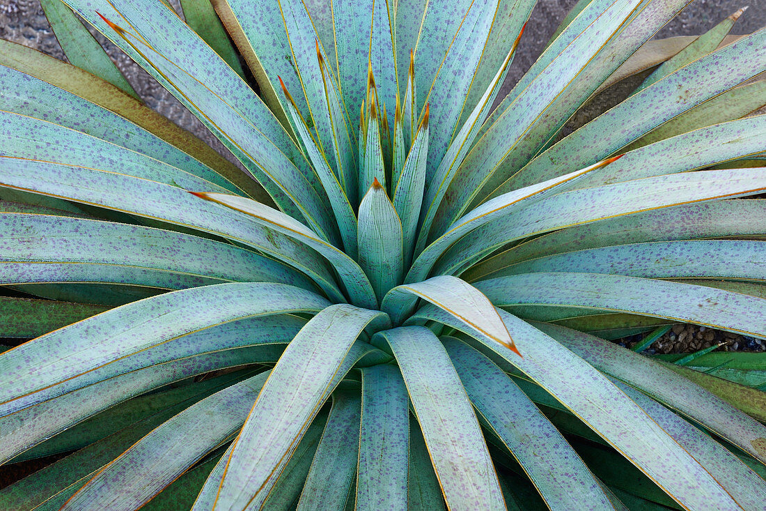 Mangave (Agave 'Man of Steel') plant