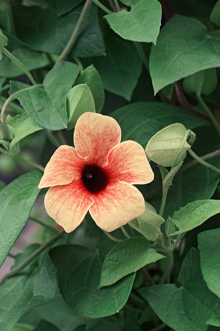 Black-eyed Susan vine (Thunbergia alata) flowers