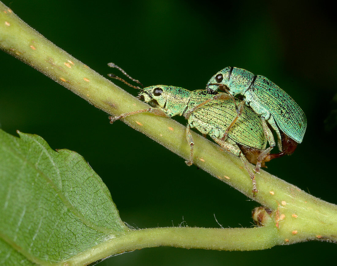 Nettle weevils mating