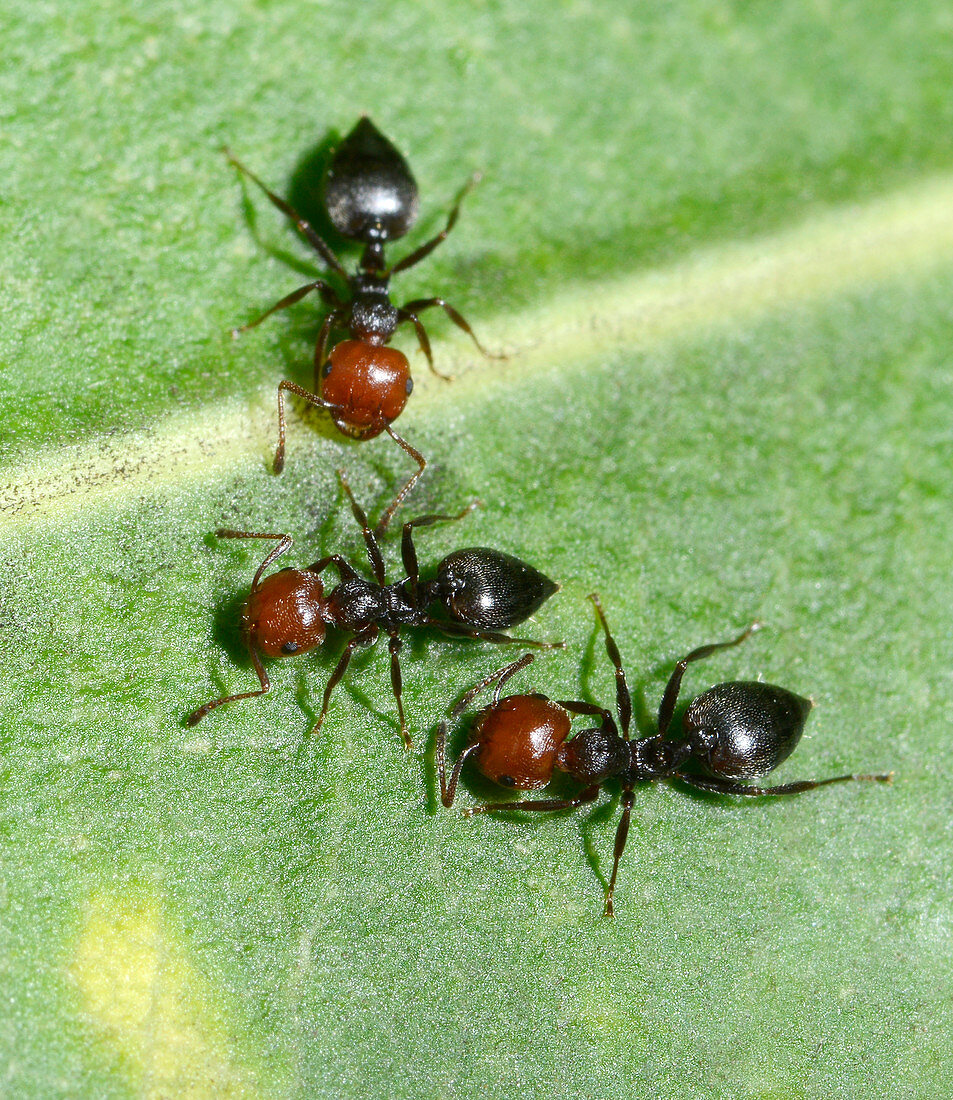 Red-headed ants