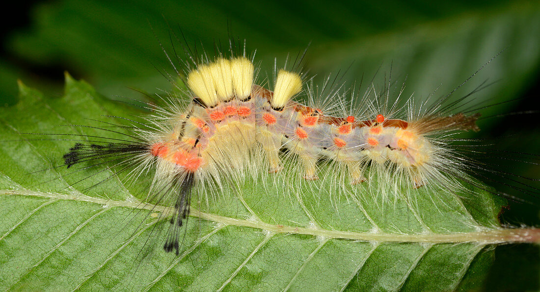 Vapourer moth larva