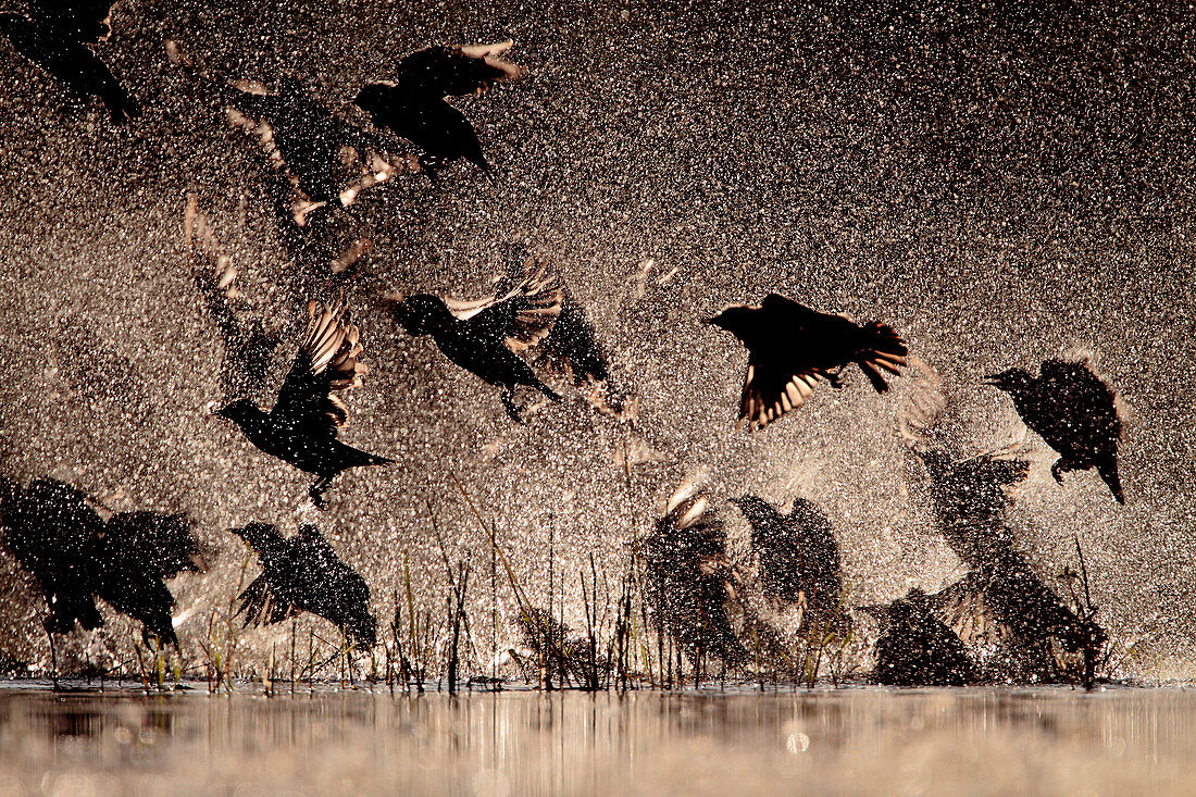 Spotless starling group