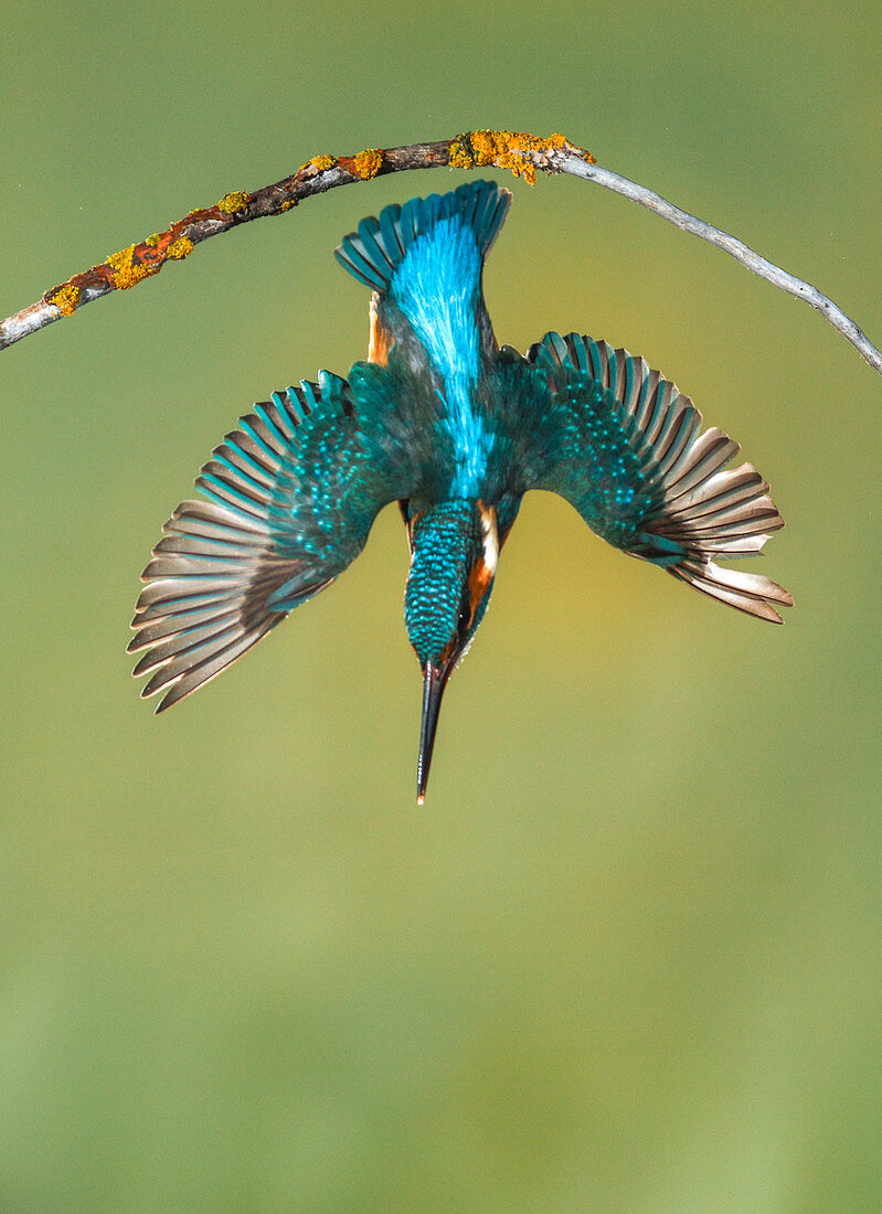 Common kingfisher diving