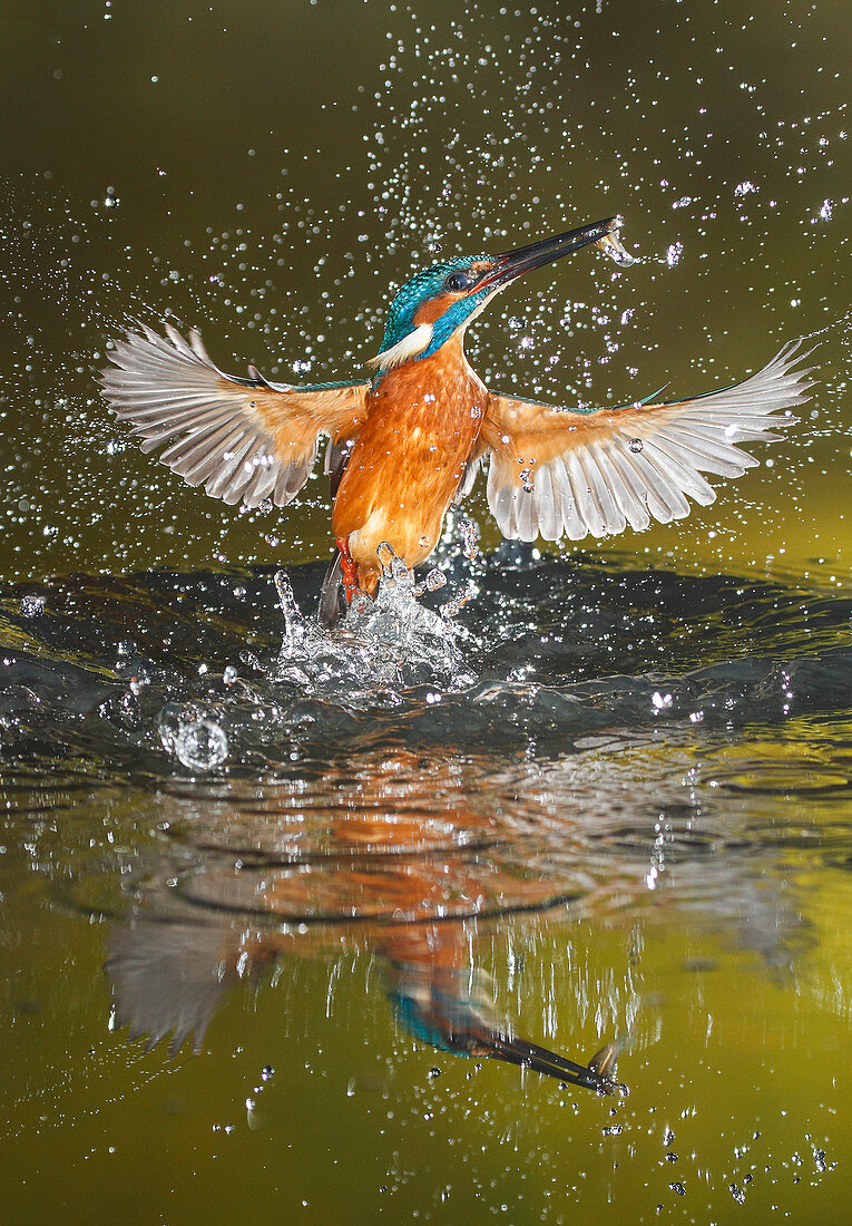 Common kingfisher emerges from water