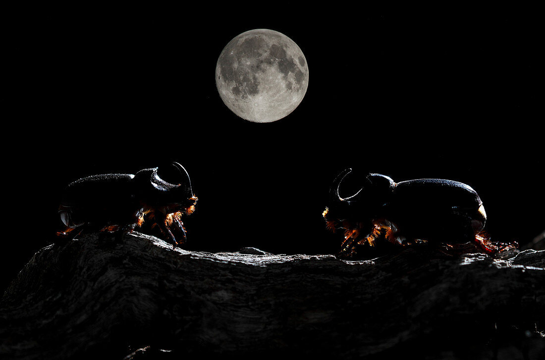 European rhinoceros beetles at night