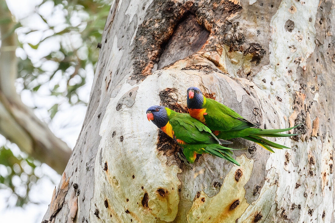 Rainbow lorikeets at nest