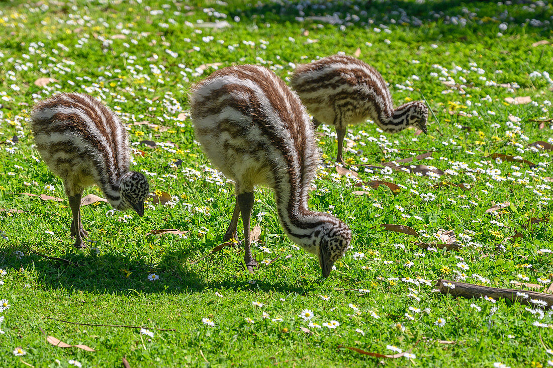 Emu chicks