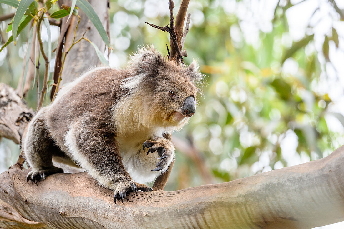 Koala in tree