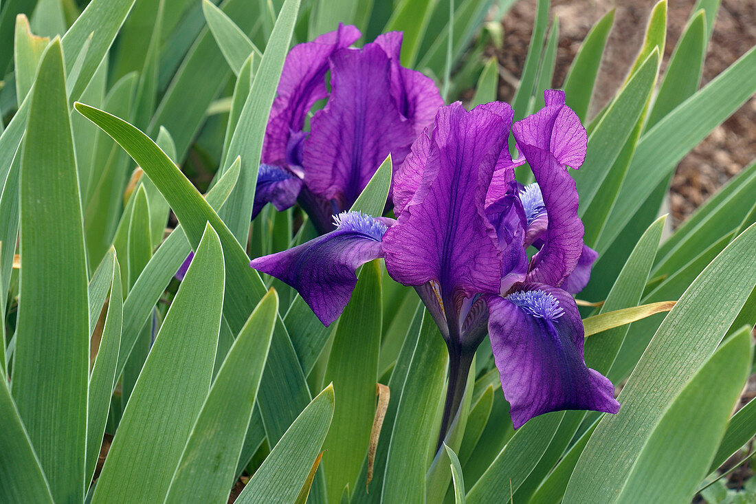Dwarf bearded iris (Iris pumila)