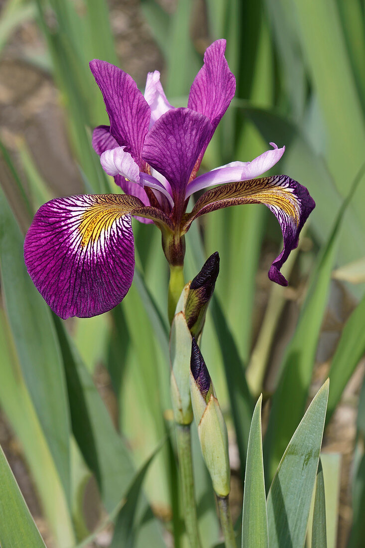 Flag iris (Iris versicolor 'John Wood')