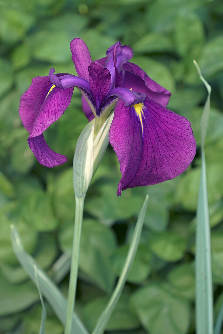 Iris (Iris ensata 'Silverband')