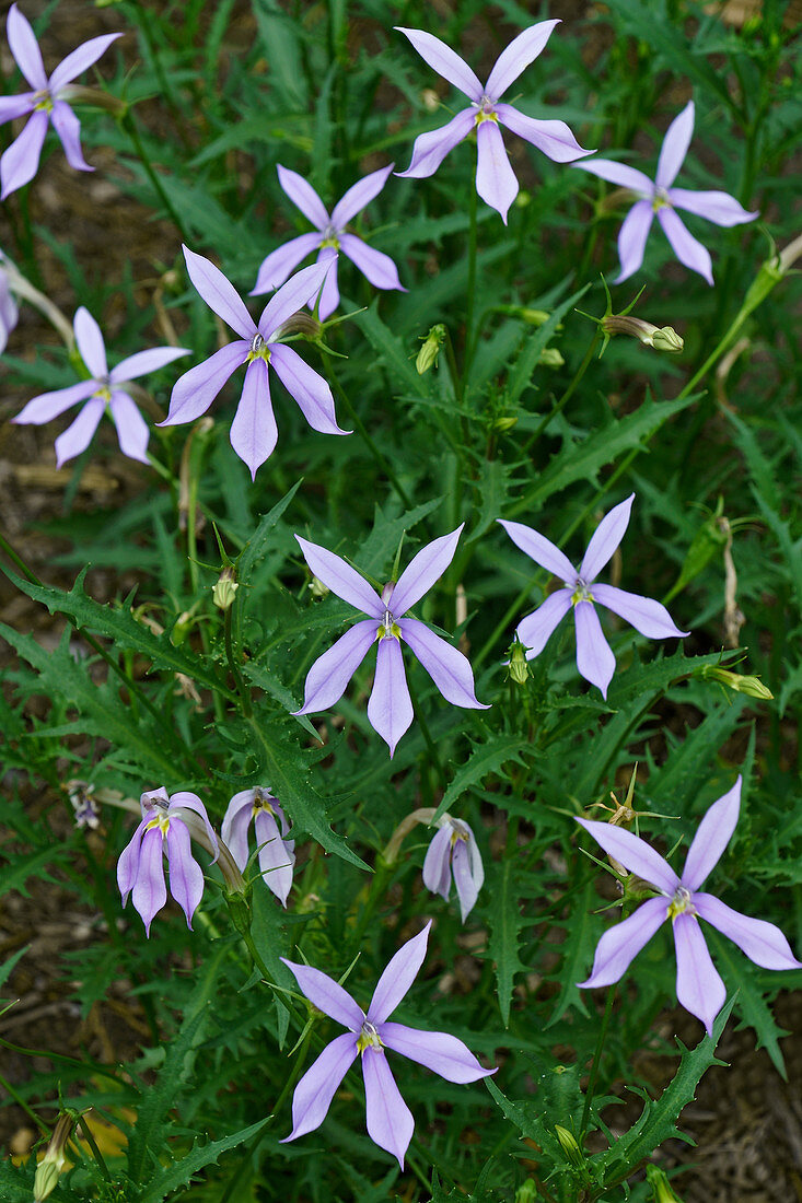 Laurentia (Isotoma axillaris) flowers