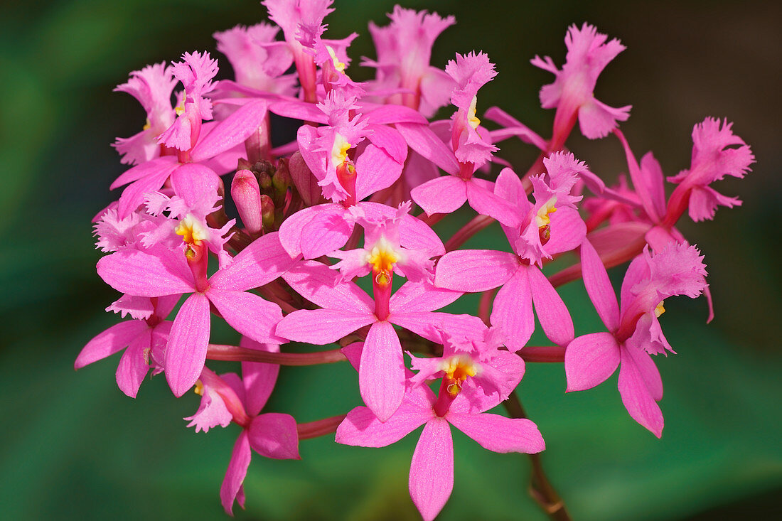 Lopsided star orchid (Epidendrum secundum) flowers