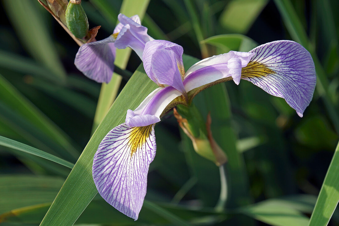 Virginia iris (Iris virginica) flower