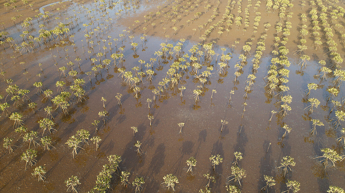 Mangrove reforestation, aerial view