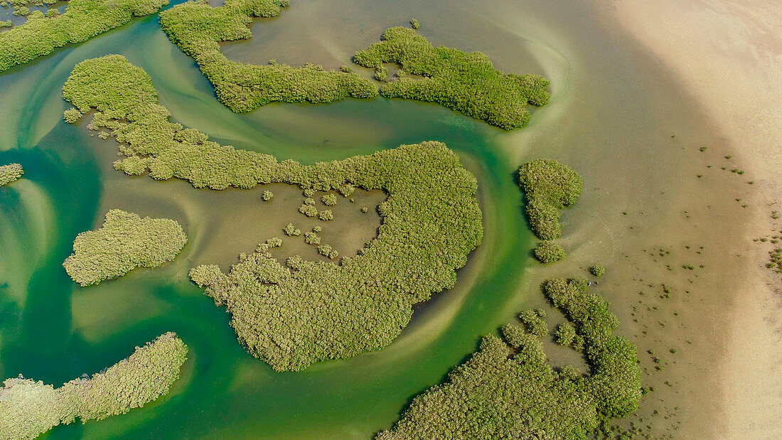 Mangrove swamp, aerial view