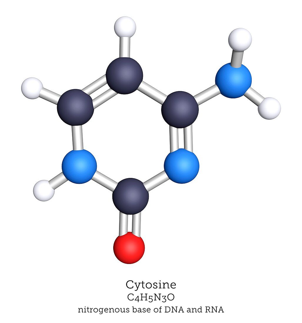 Molecular model of cytosine nitrogenous base