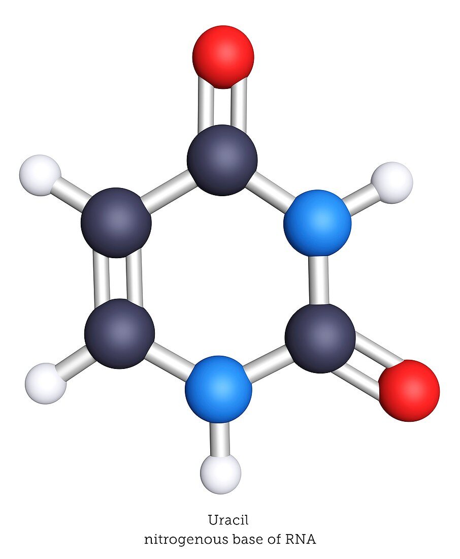 Molecular model of uracil nitrogenous base