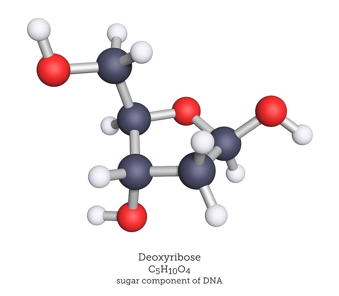 Molecular model of deoxyribose