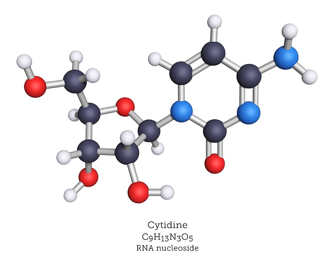 Molecular model of cytidine RNA nucleoside