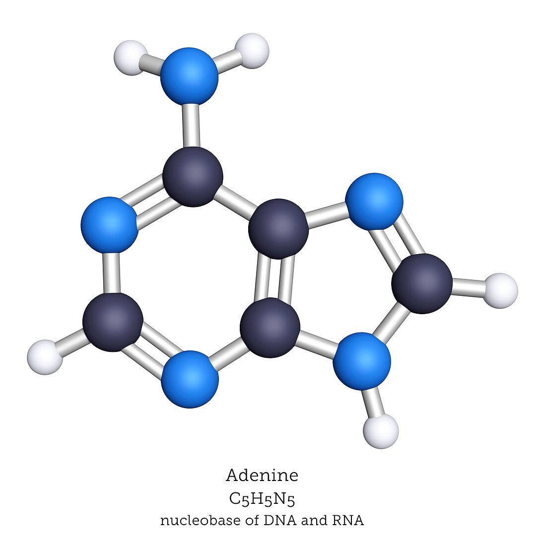 Molecular model of adenine nitrogenous base