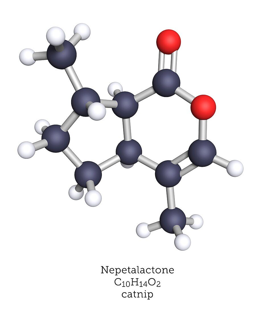 Molecular model of nepetalactone catnip molecule