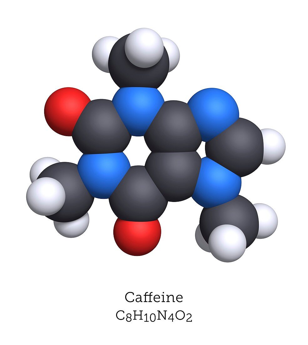 Molecular model of caffeine