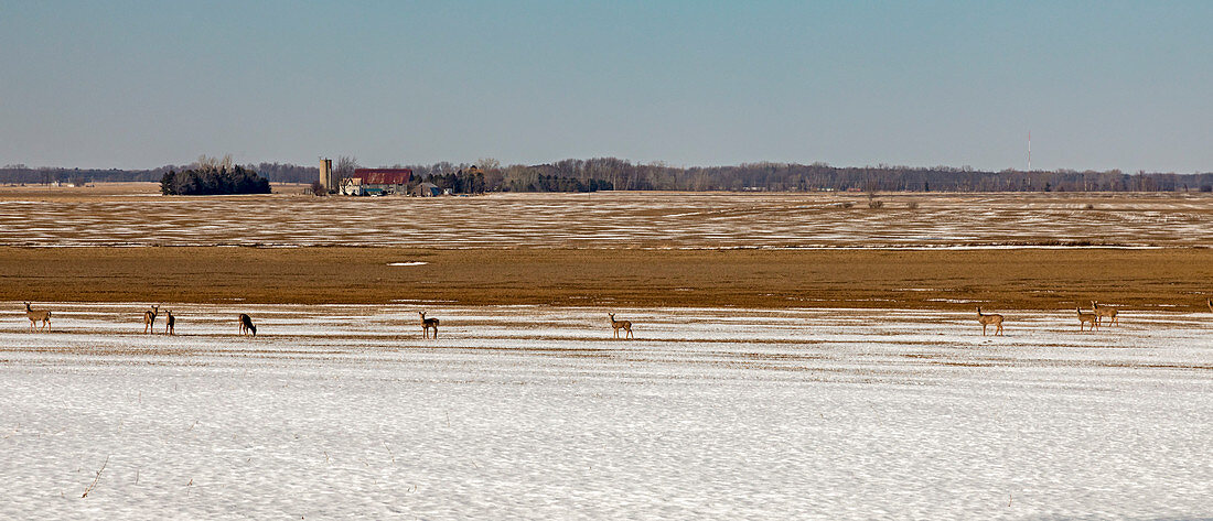 White-tailed deer on farm, Michigan, USA