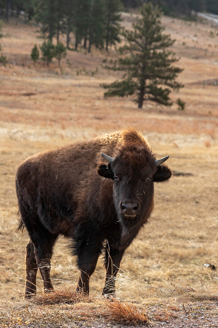 Bison in grassland, Wind Cave National Park, USA