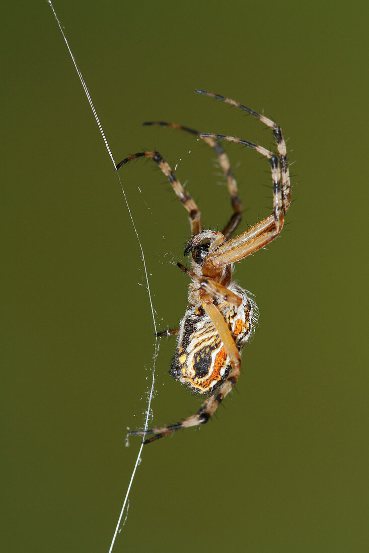 Golden silk orb-weaver