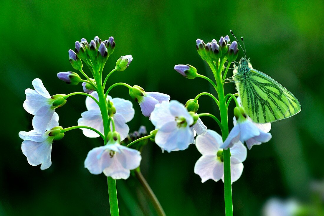 Green-veined white