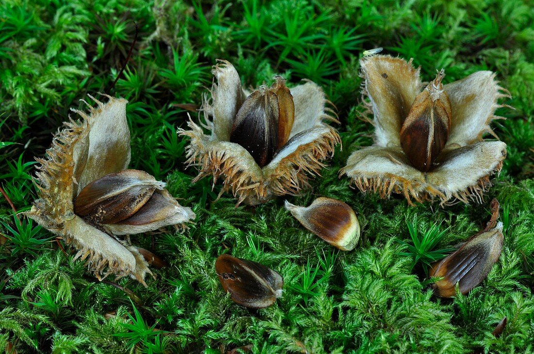 Beech nuts (Fagus sylvatica)