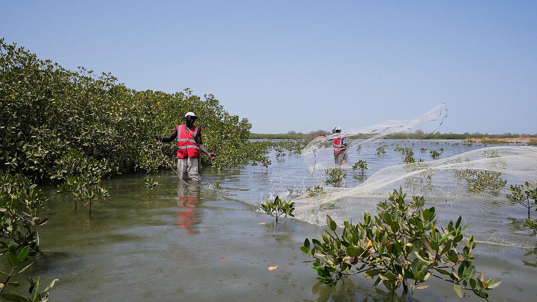 Fishermen in mangrove swamo