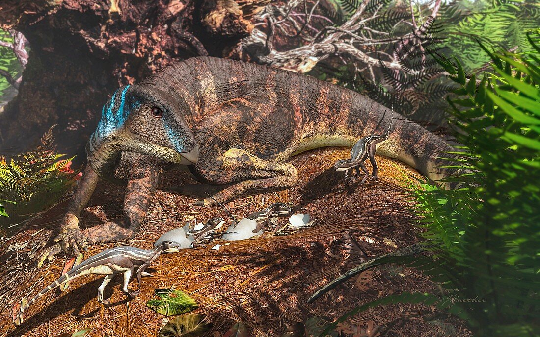 Weewarrasaurus dinosaur nest with hatchlings, illustration