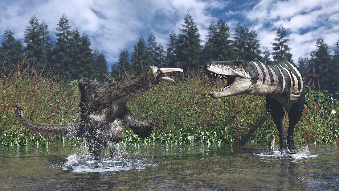 Deinocheirus and Tarbosaurus fighting, illustration
