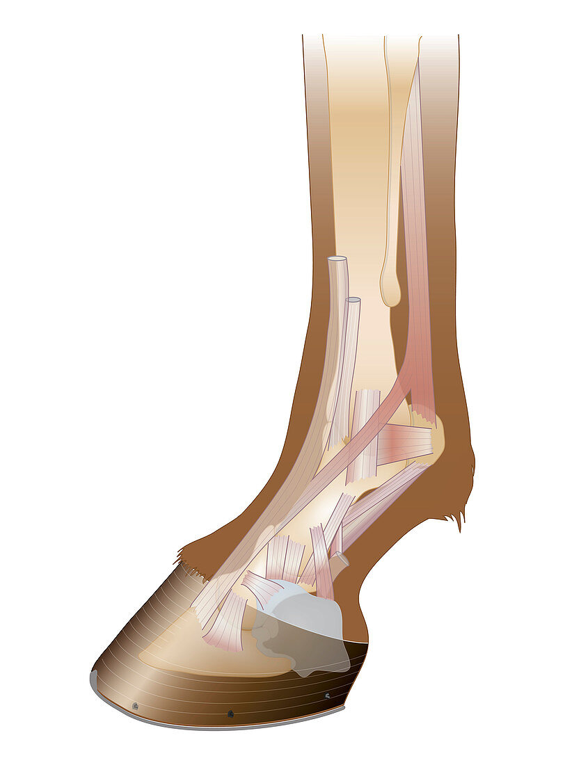 Fetlock anatomy, illustration