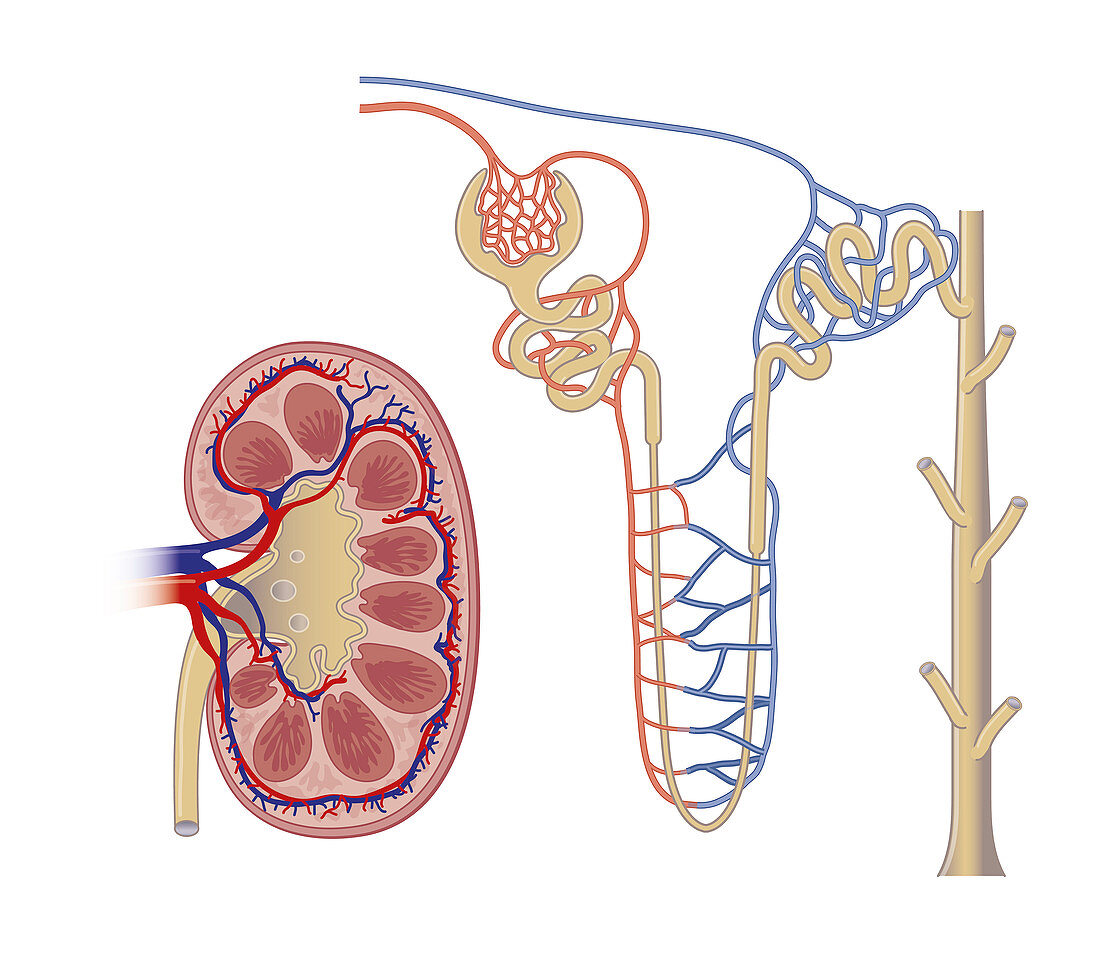Kidney and nephron anatomy, illustration