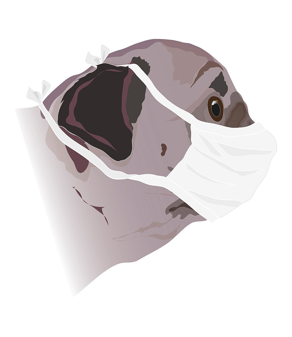 Dog in face mask, illustration