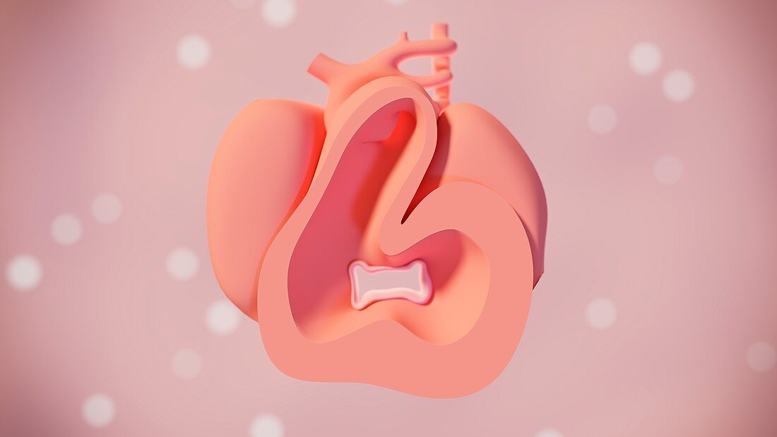 Heart development, week 5, illustration