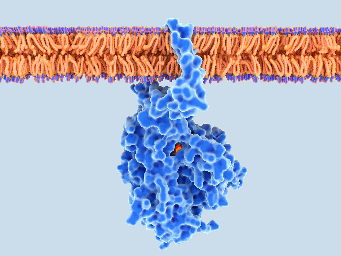 Fungal enzyme on plasma membrane, illustration