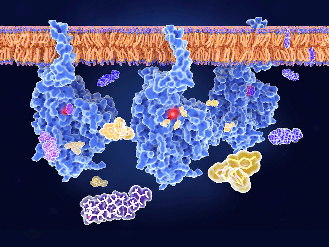 Fungal enzyme and drug resistance, illustration