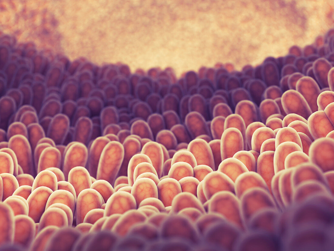 Intestinal lining, illustration