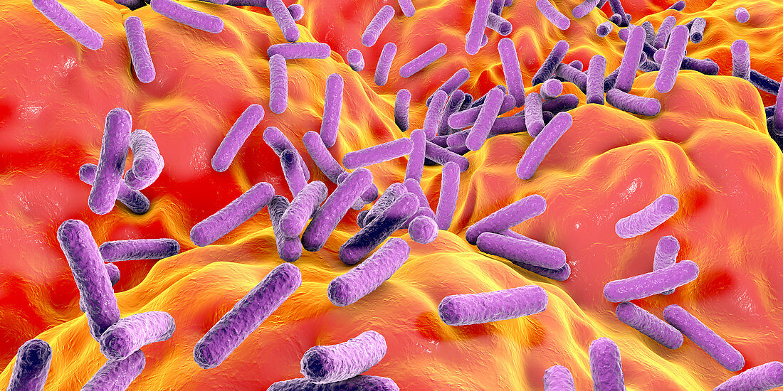 Faecalibacterium prausnitzii bacteria, illustration