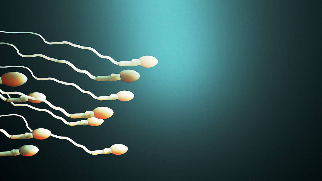 Sperm, illustration