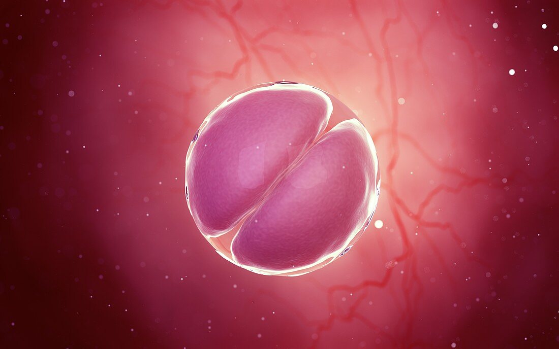 2 cell stage embryo, illustration