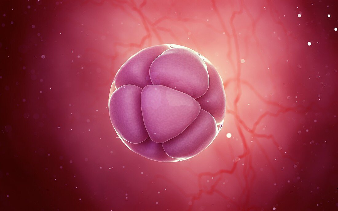 8 cell stage embryo, illustration