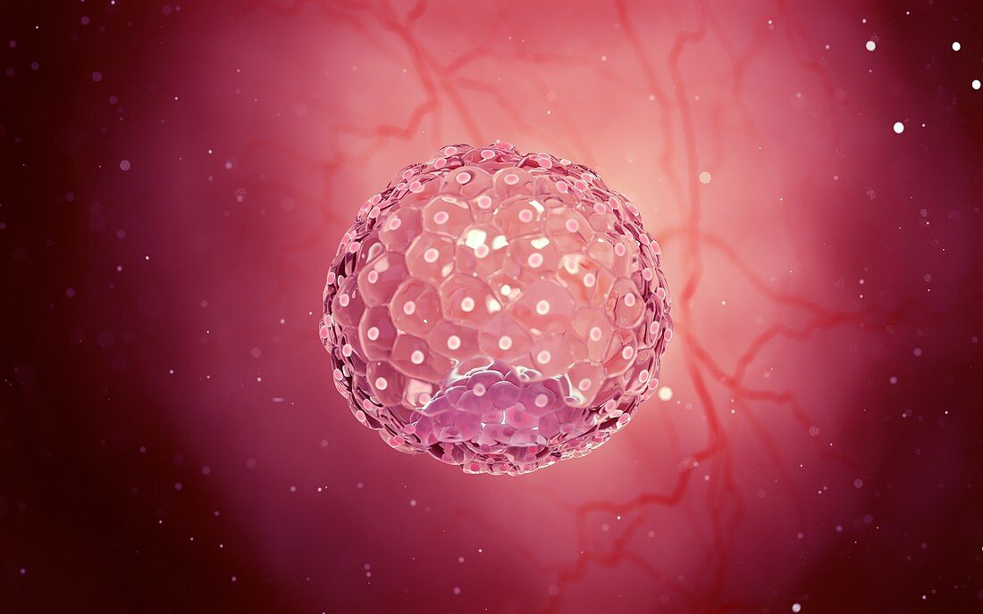 Blastocyst, illustration