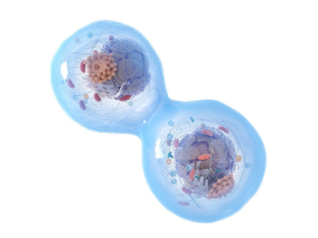 Dividing human cell, illustration
