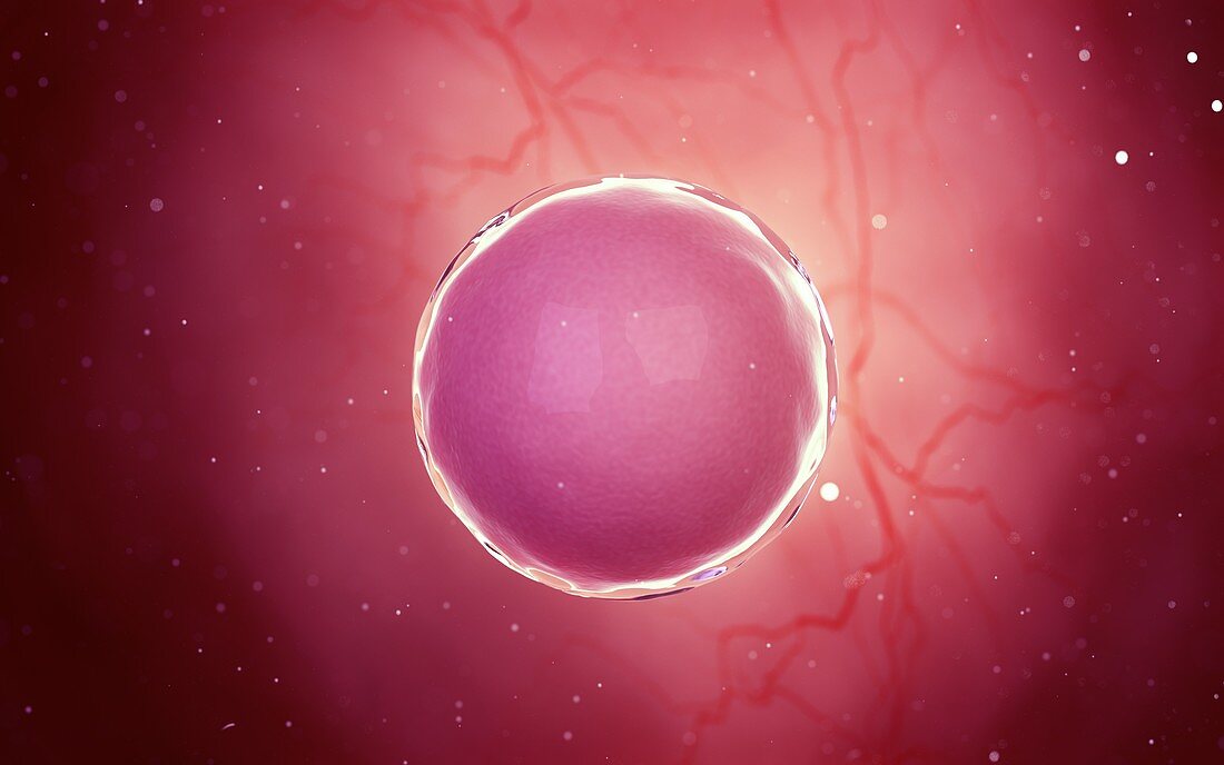 Fertilised egg cell, illustration