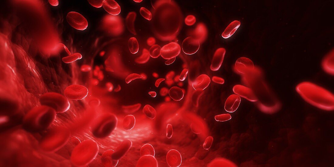 Human blood cells, illustration